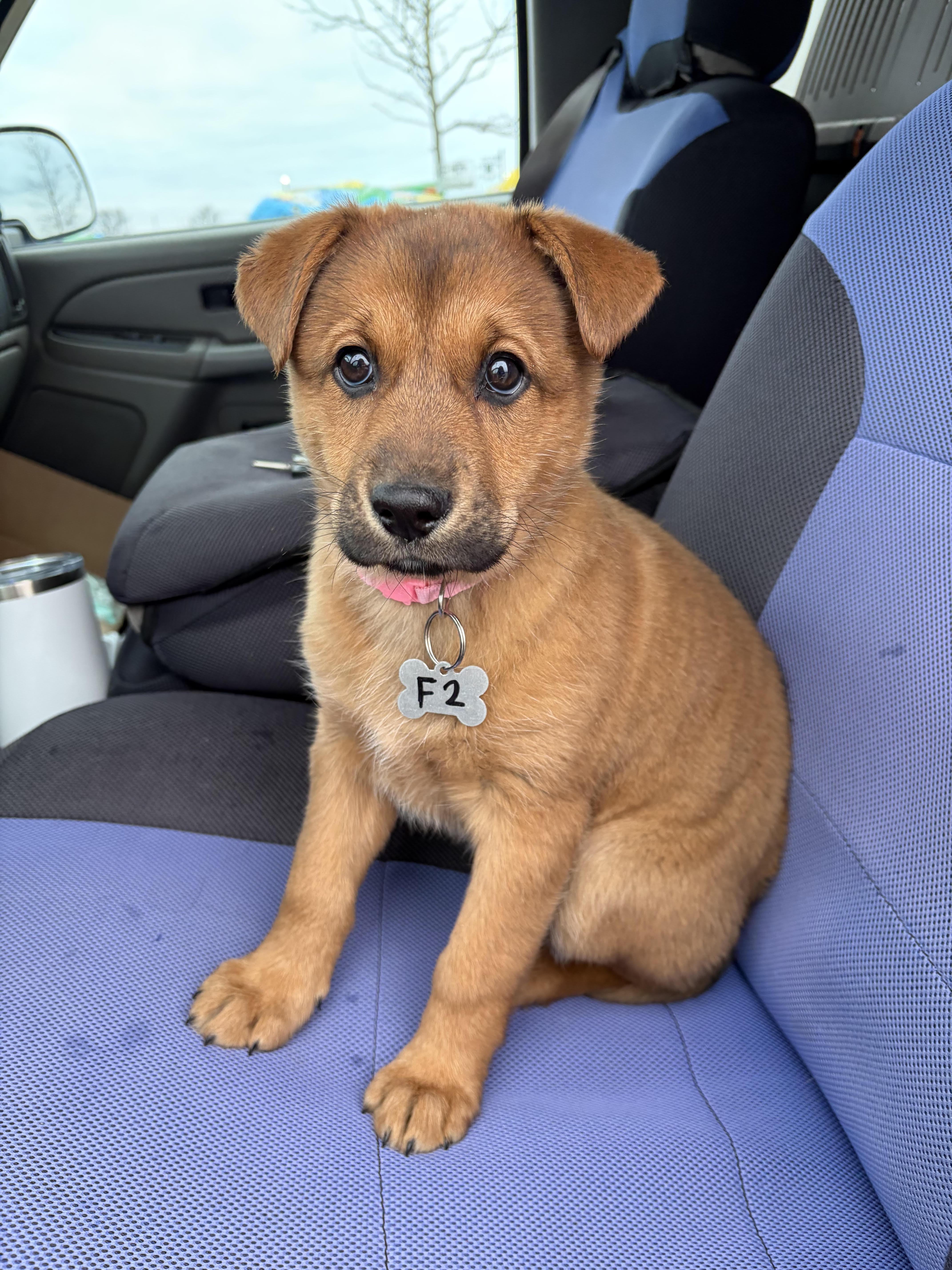 Rosie, adopted, Puppy Female Shepherd & Great Pyrenees.