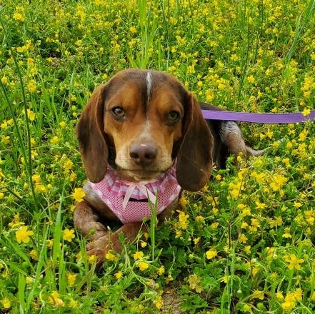 Myles, a ADOPTABLE Beagle in Cincinnati, OH image 5/6