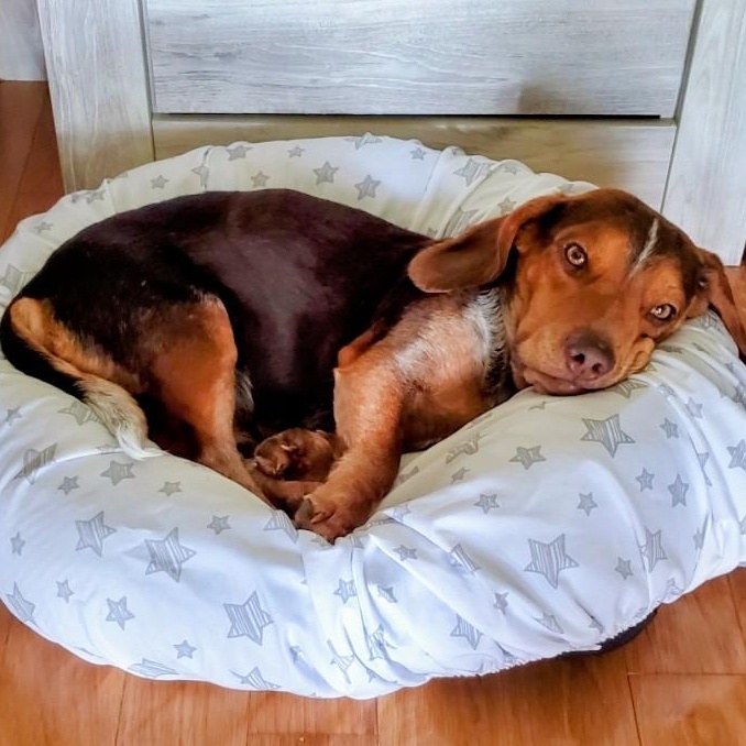 Myles, a ADOPTABLE Beagle in Cincinnati, OH image 1/6