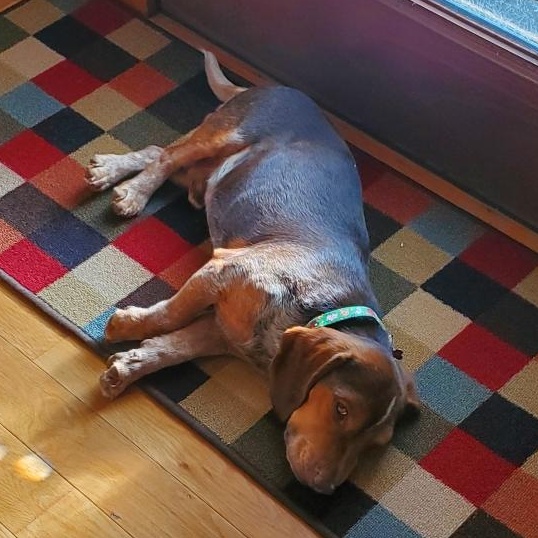 Myles, a ADOPTABLE Beagle in Cincinnati, OH image 4/6