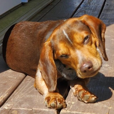 Myles, a ADOPTABLE Beagle in Cincinnati, OH image 2/6