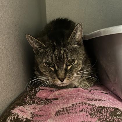 Ciara, Adoptable, Adult Female Domestic Short Hair & Domestic Short Hair.