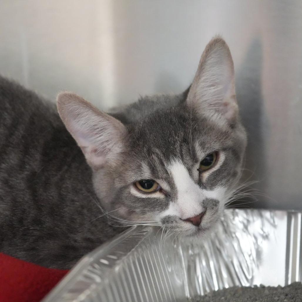 Fred, Adoptable, Young Male Domestic Short Hair.
