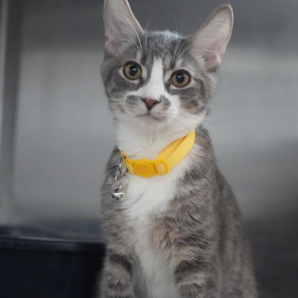 Enlarge Fred, a Adoptable Domestic Short Hair in Coachella, CA image 2/5
