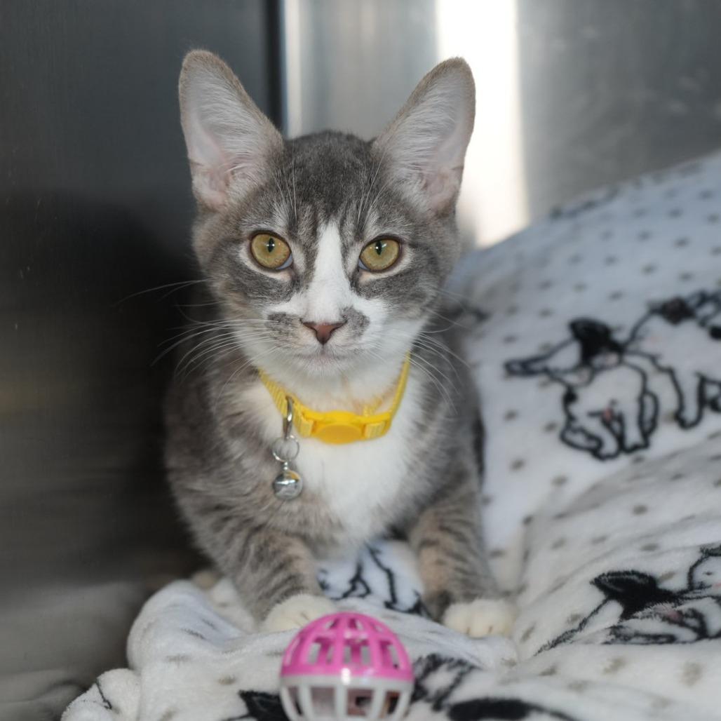 Enlarge Fred, a Adoptable Domestic Short Hair in Coachella, CA image 3/5