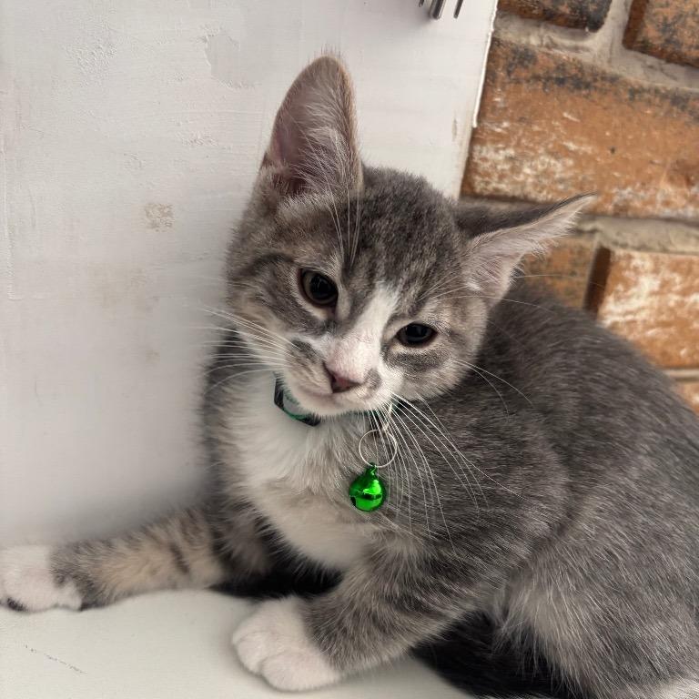 Enlarge Fred, a Adoptable Domestic Short Hair in Coachella, CA image 4/5