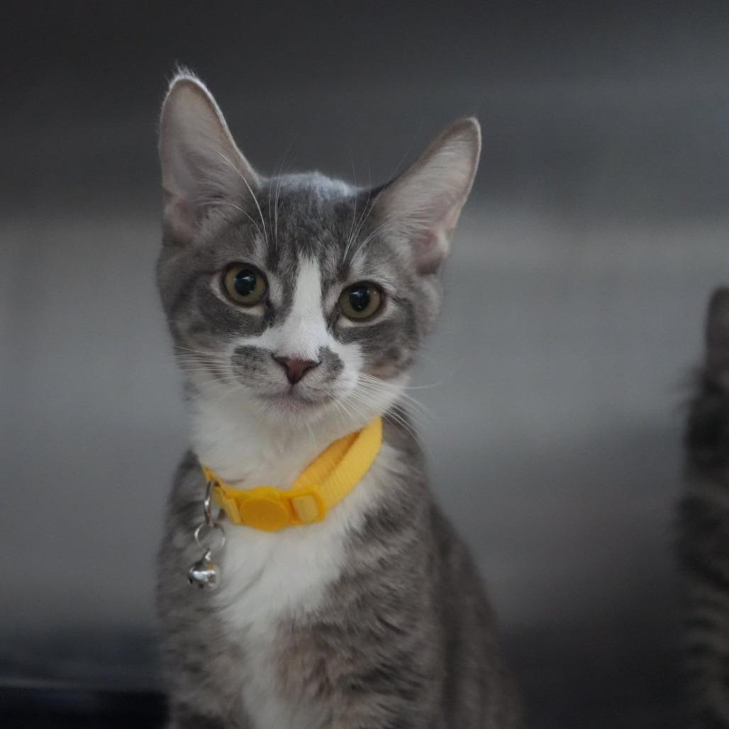 Enlarge Fred, a Adoptable Domestic Short Hair in Coachella, CA image 5/5