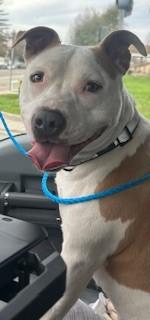 PORK CHOP, Adoptable, Young Female Pit Bull Terrier.