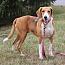 Enlarge Carly, a Adoptable mixed breed in Stuarts Draft, VA image 2/3