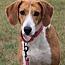 Enlarge Carly, a Adoptable mixed breed in Stuarts Draft, VA image 1/3