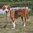 Enlarge Carly, a Adoptable mixed breed in Stuarts Draft, VA image 3/3
