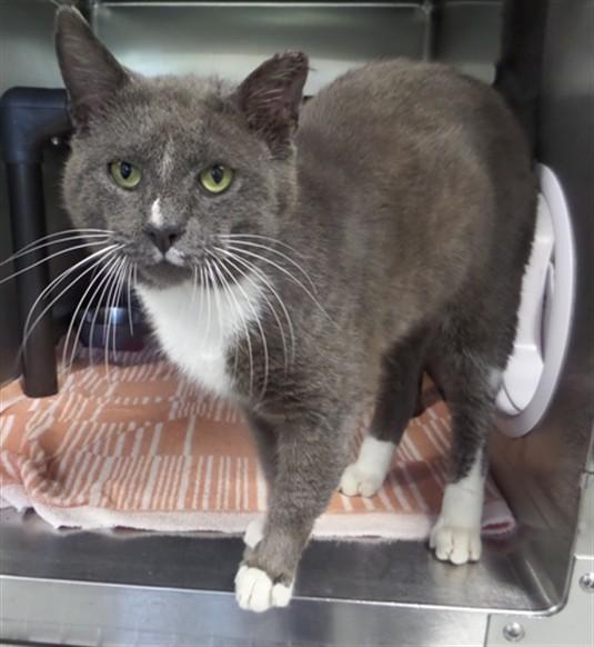 TNR 14, Adoptable, Adult Male Domestic Short Hair.