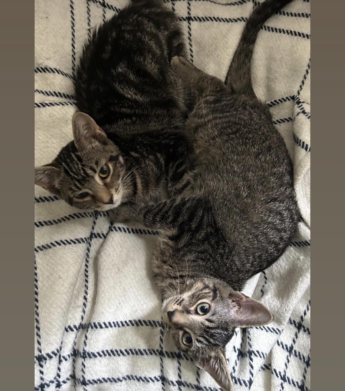 Enlarge Lillian, a Adoptable Domestic Short Hair in Alexandria, VA image 2/6