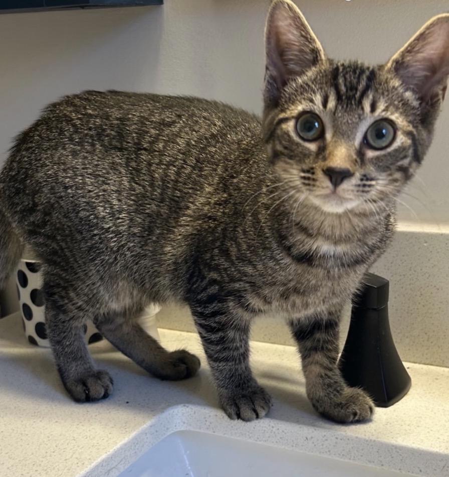Lillian, Adoptable, Kitten Female Domestic Short Hair.