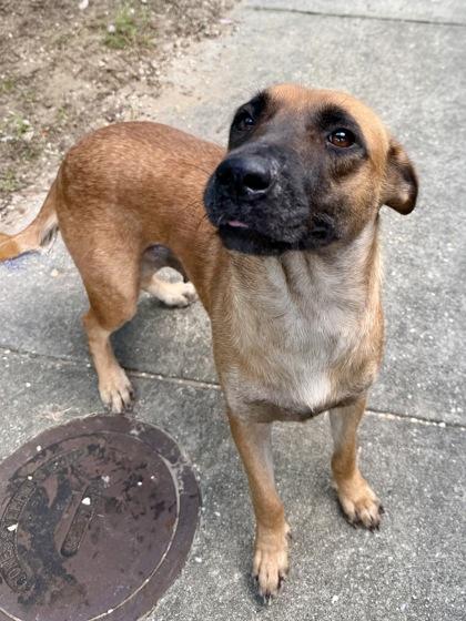Micah, Adoptable, Adult Female Mixed Breed & Mixed Breed.