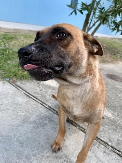 Micah, a Adoptable mixed breed in New Orleans, LA image 2/2