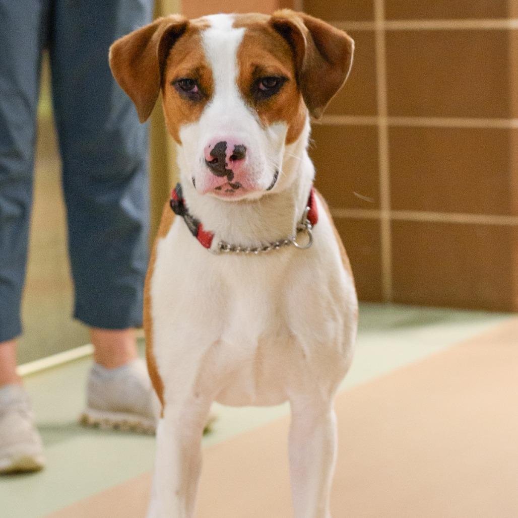Chichi, Adoptable, Young Female Mixed Breed.
