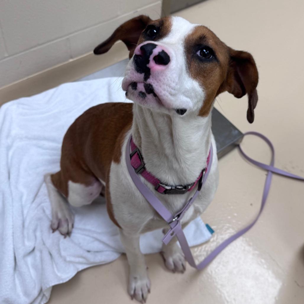 Enlarge Chichi, a Adoptable Mixed Breed in Winston-Salem, NC image 2/3