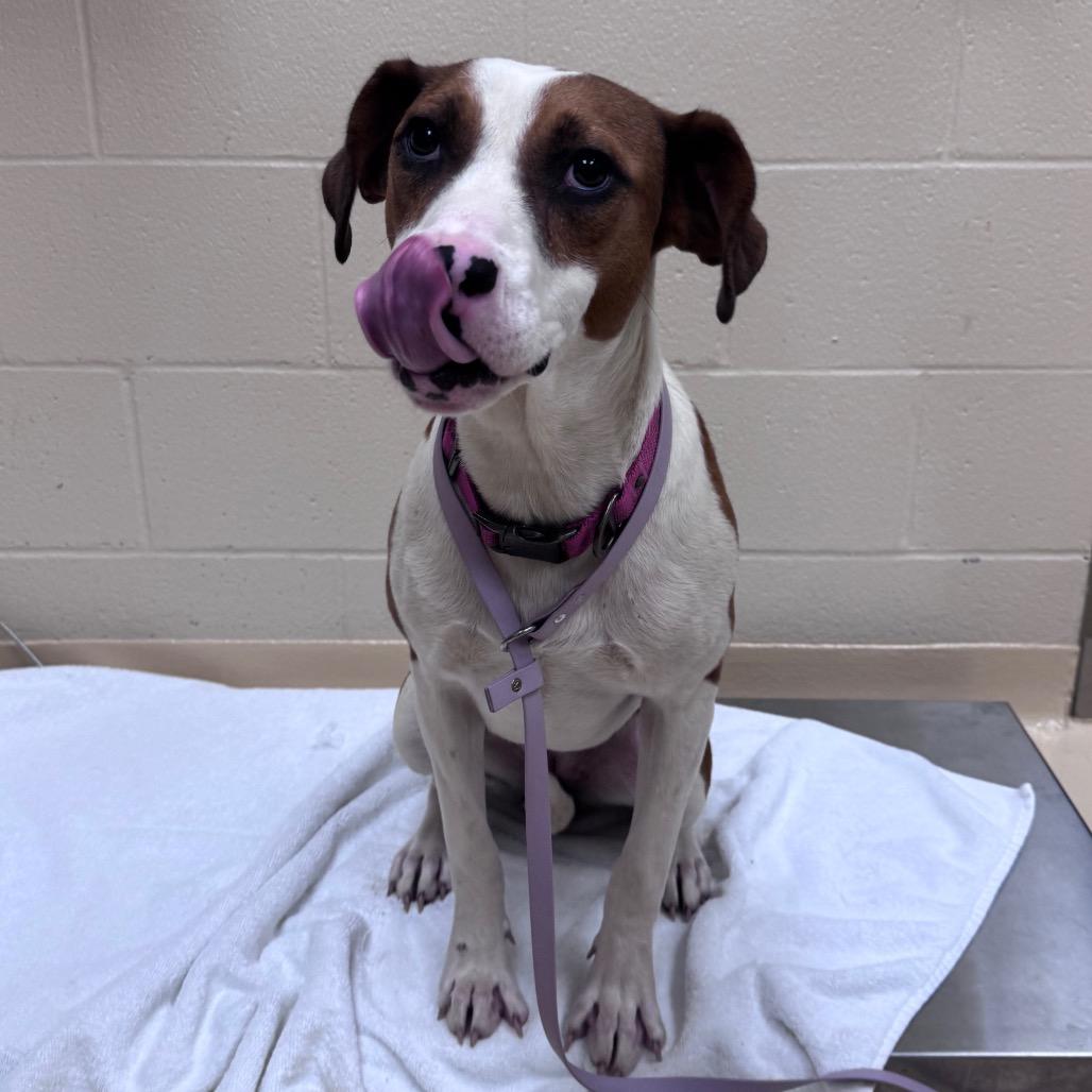 Enlarge Chichi, a Adoptable Mixed Breed in Winston-Salem, NC image 3/3