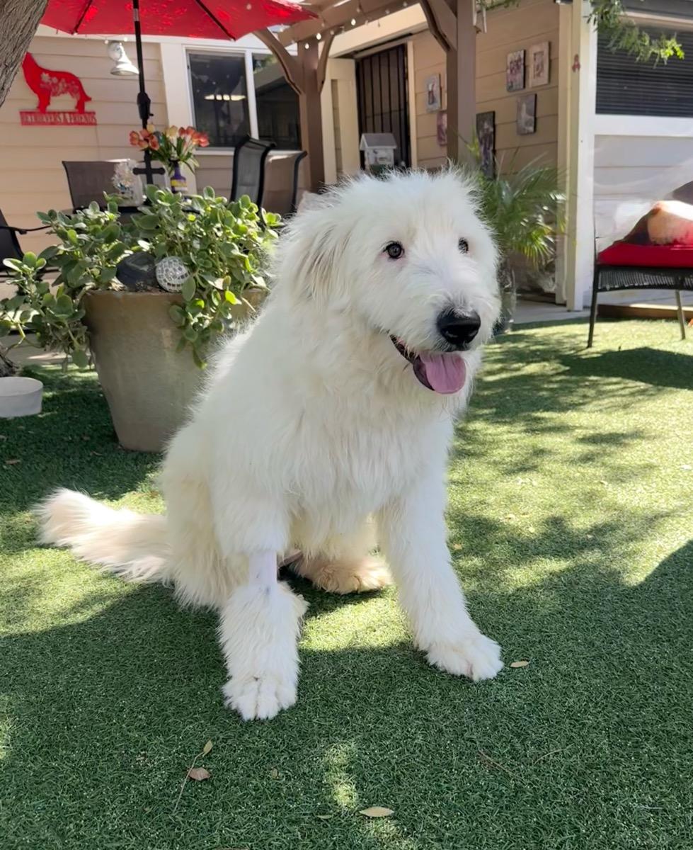 Enlarge Gus, a Adopted mixed breed in Temecula, CA image 2/3