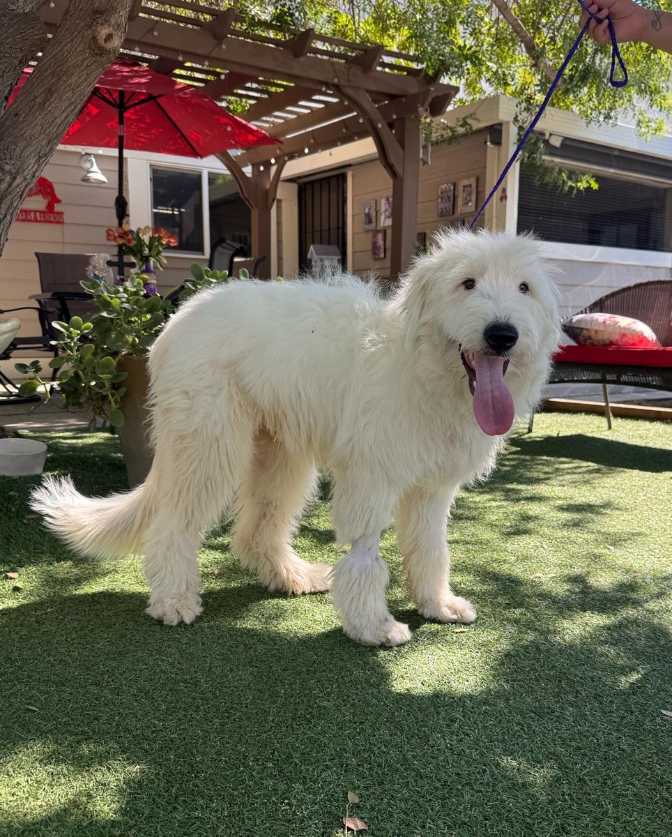 Enlarge Gus, a Adopted mixed breed in Temecula, CA image 3/3