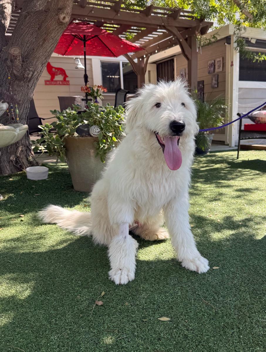 Gus, Adopted, Young Male Old English Sheepdog & Goldendoodle.