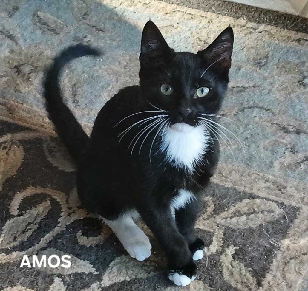 Amos & Andy, a Adoptable Domestic Short Hair in Lansdowne, PA image 3/3