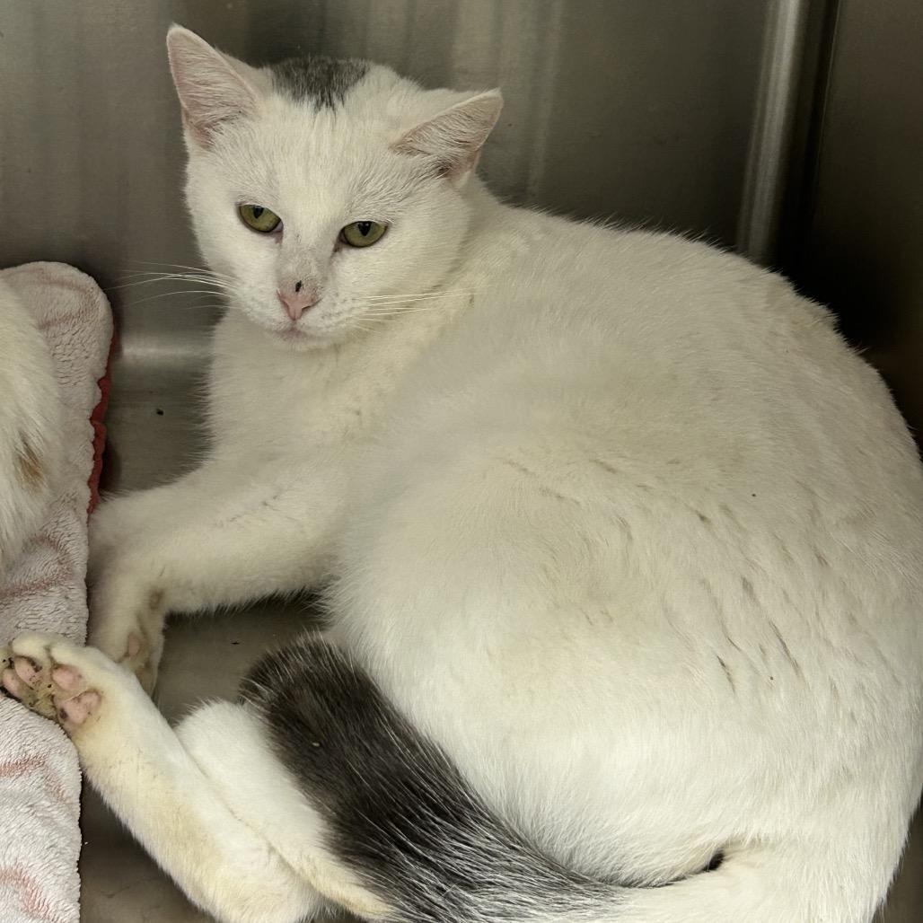 Enlarge Tundra, a Adoptable Domestic Short Hair in Hannibal, MO image 1/2