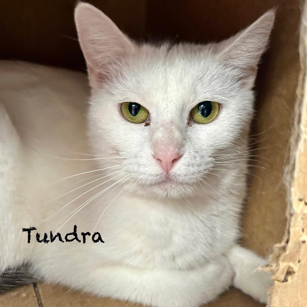 Enlarge Tundra, a Adoptable Domestic Short Hair in Hannibal, MO image 2/3