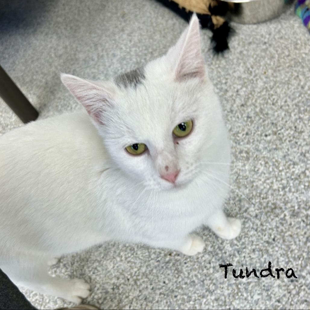 Enlarge Tundra, a Adoptable Domestic Short Hair in Hannibal, MO image 2/2
