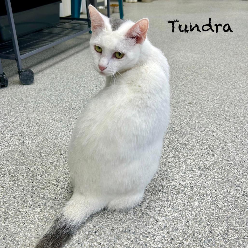 Enlarge Tundra, a Adoptable Domestic Short Hair in Hannibal, MO image 4/4