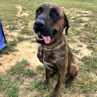 Dinky, Adoptable, Adult Male Black Mouth Cur & Mixed Breed.