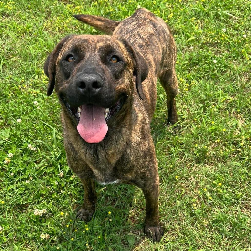 Enlarge Dinky, a Adoptable mixed breed in Smithville, TN image 3/4