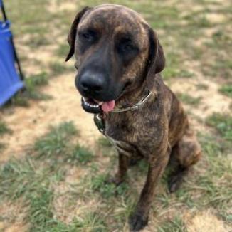 Enlarge Dinky, a Adoptable mixed breed in Smithville, TN image 4/4