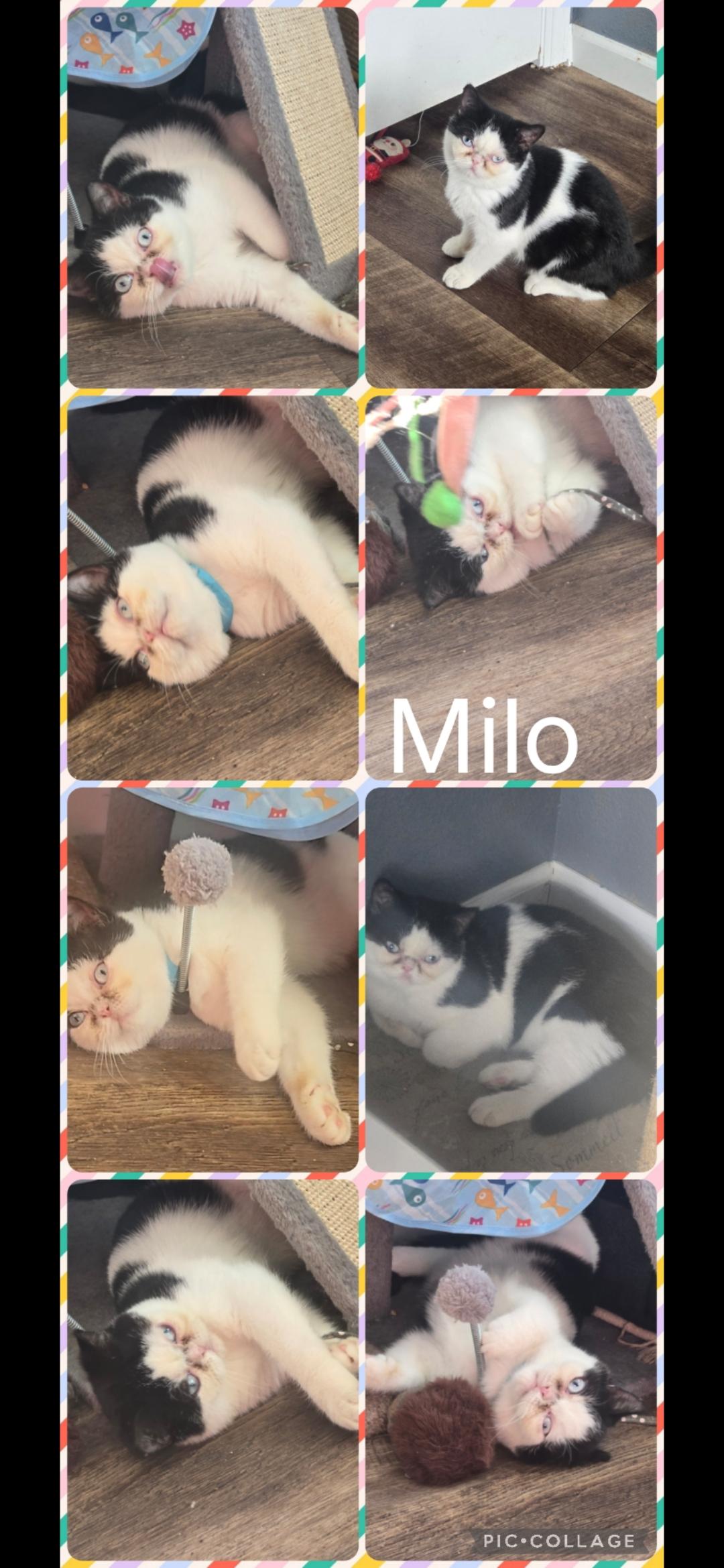 Milo, Adoptable, Kitten Male British Shorthair.