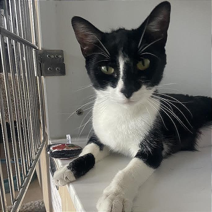 Dixie, Adoptable, Young Female Domestic Short Hair.