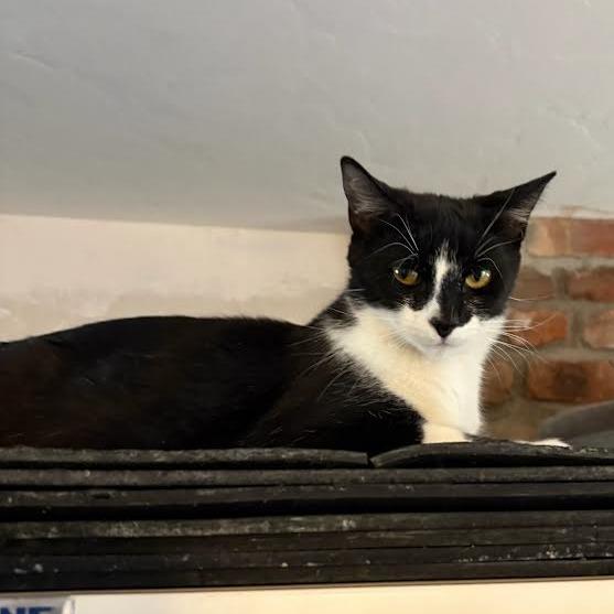Dixie, a Adoptable Domestic Short Hair in Prescott, AZ image 2/5