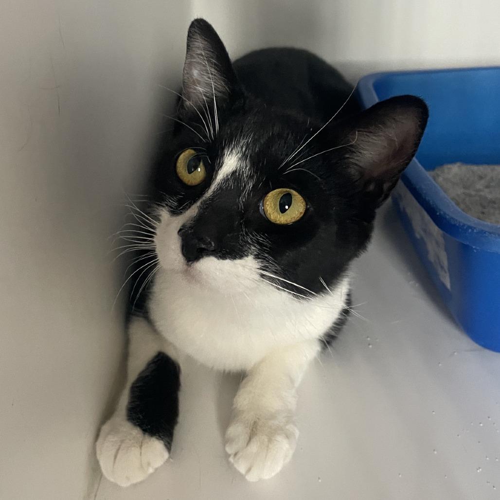 Dixie, a Adoptable Domestic Short Hair in Prescott, AZ image 3/5