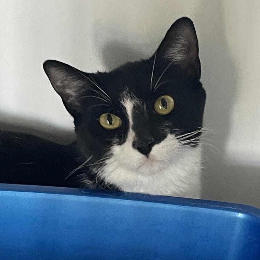 Dixie, a Adoptable Domestic Short Hair in Prescott, AZ image 4/5