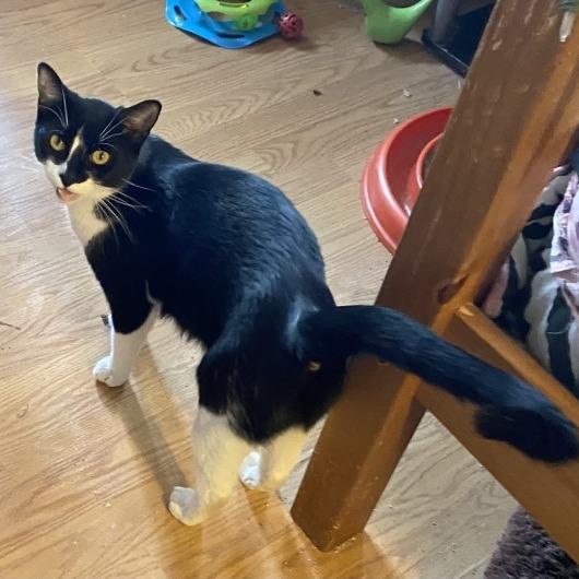 Dixie, a Adoptable Domestic Short Hair in Prescott, AZ image 5/5