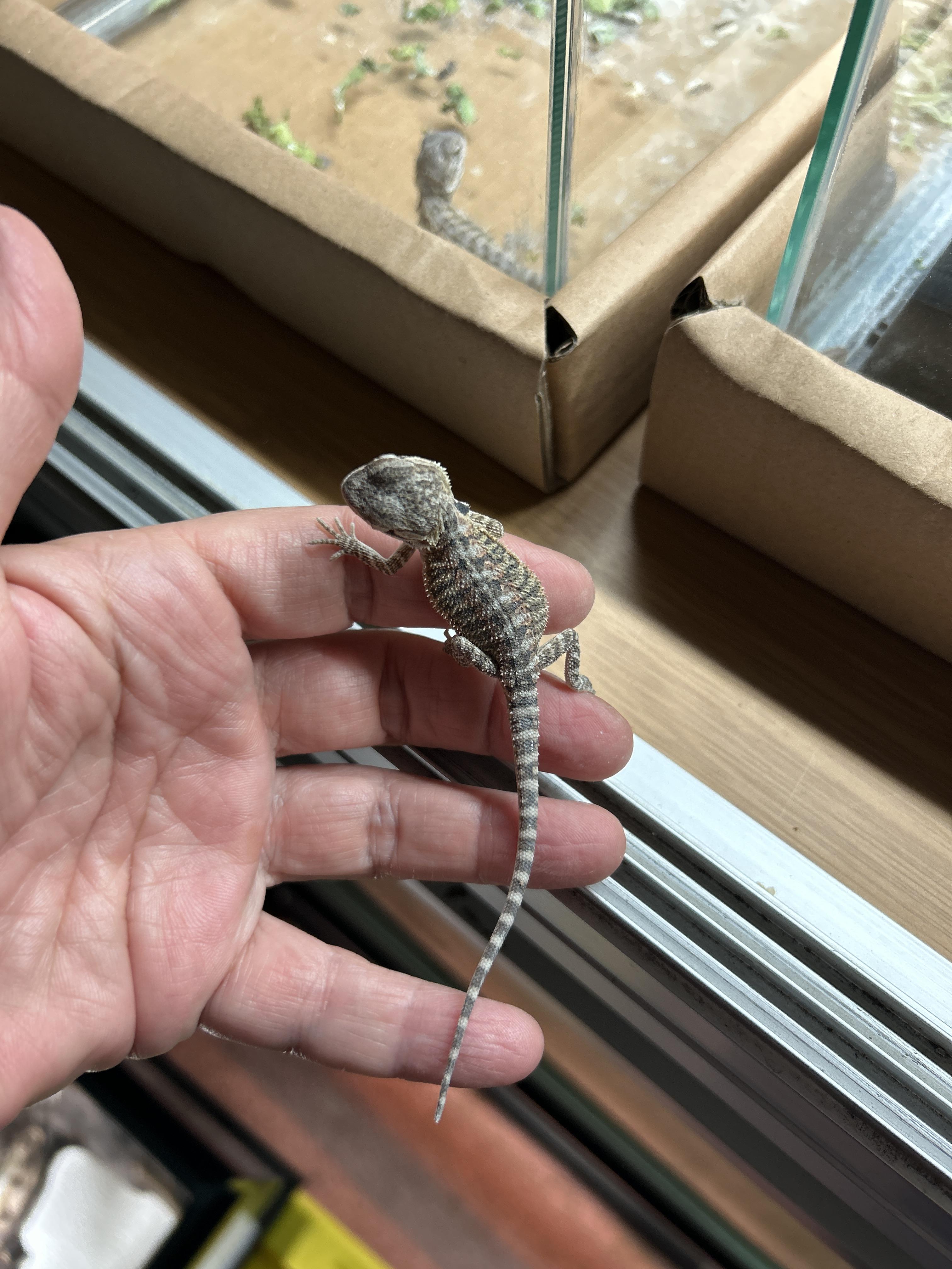 Enlarge Baby Bearded Dragons, a Adoptable Bearded Dragon in Concord, CA image 4/6