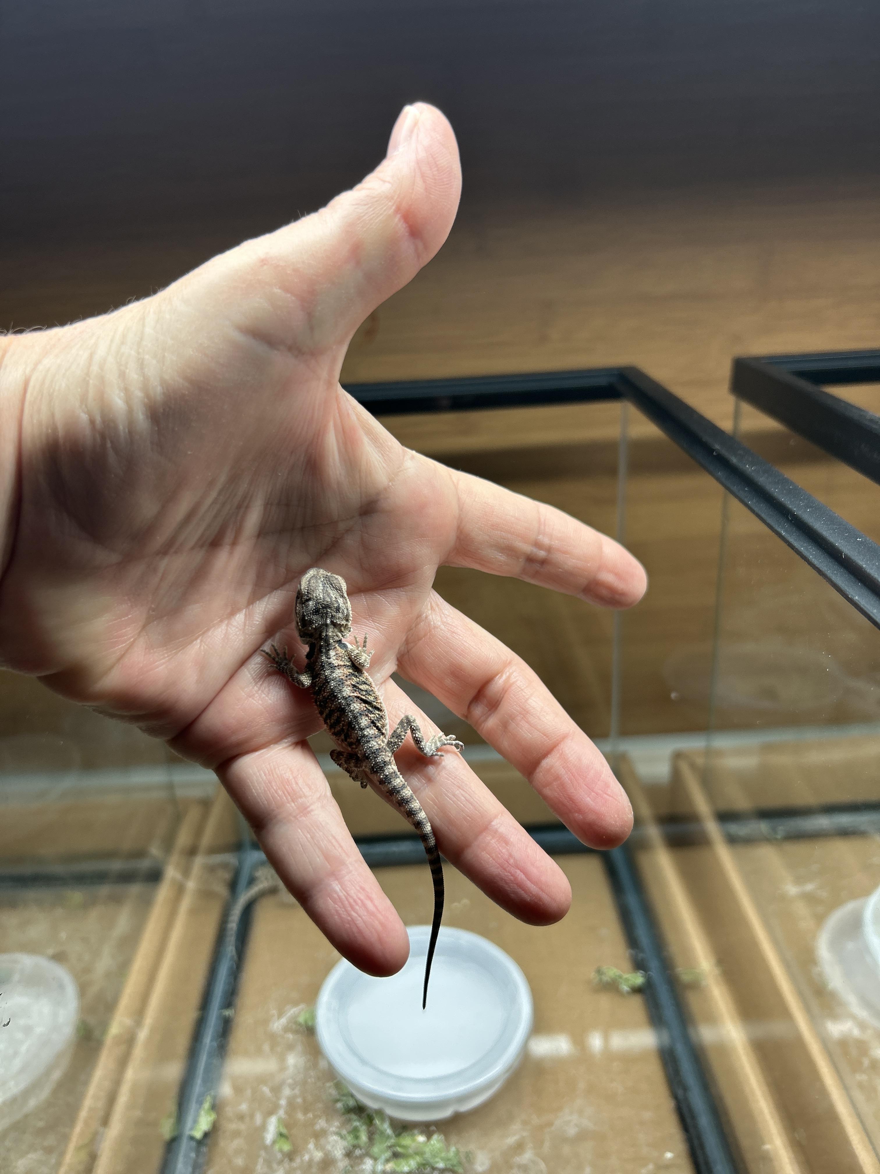 Enlarge Baby Bearded Dragons, a Adoptable Bearded Dragon in Concord, CA image 1/6