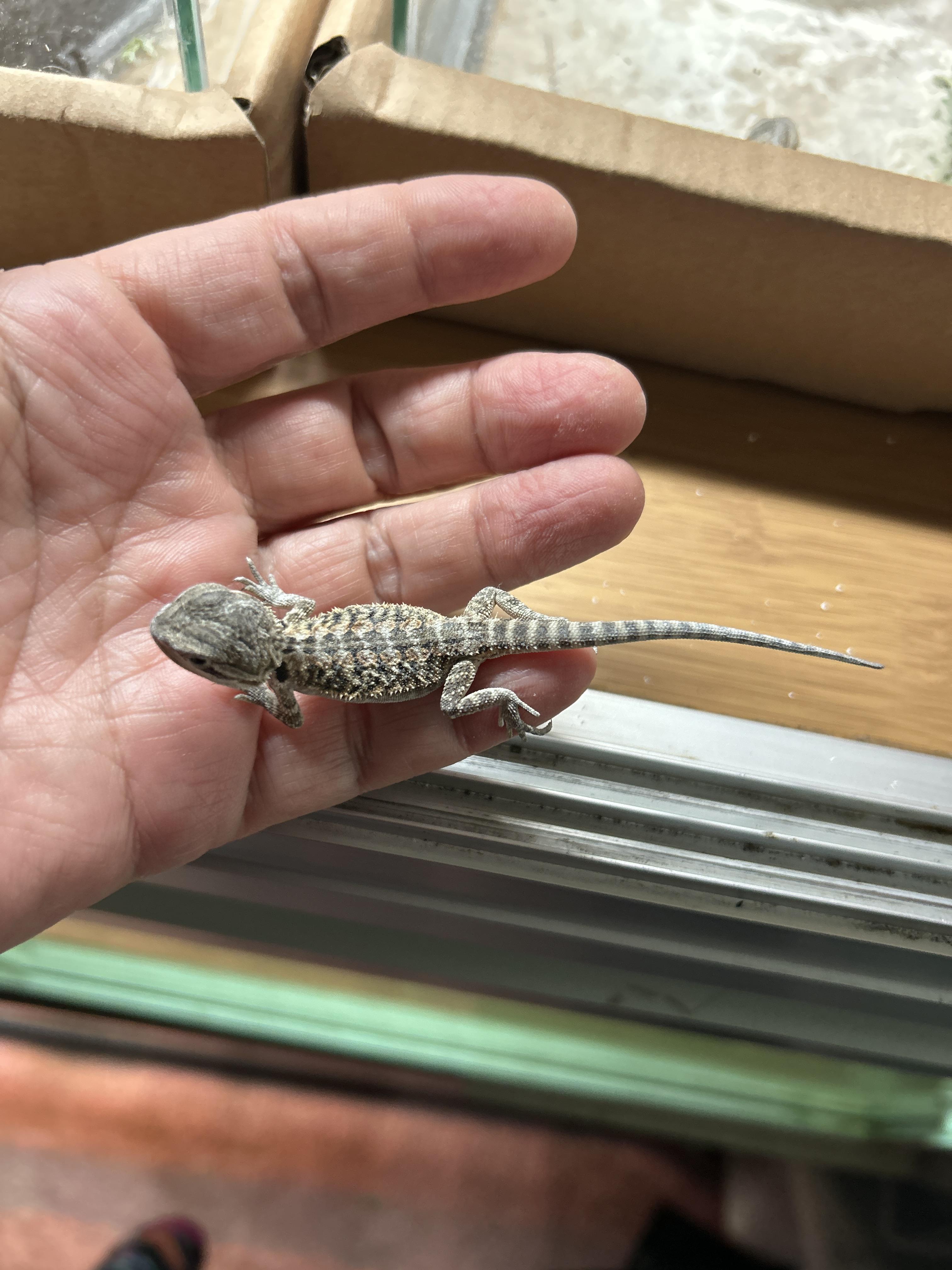 Enlarge Baby Bearded Dragons, a Adoptable Bearded Dragon in Concord, CA image 6/6