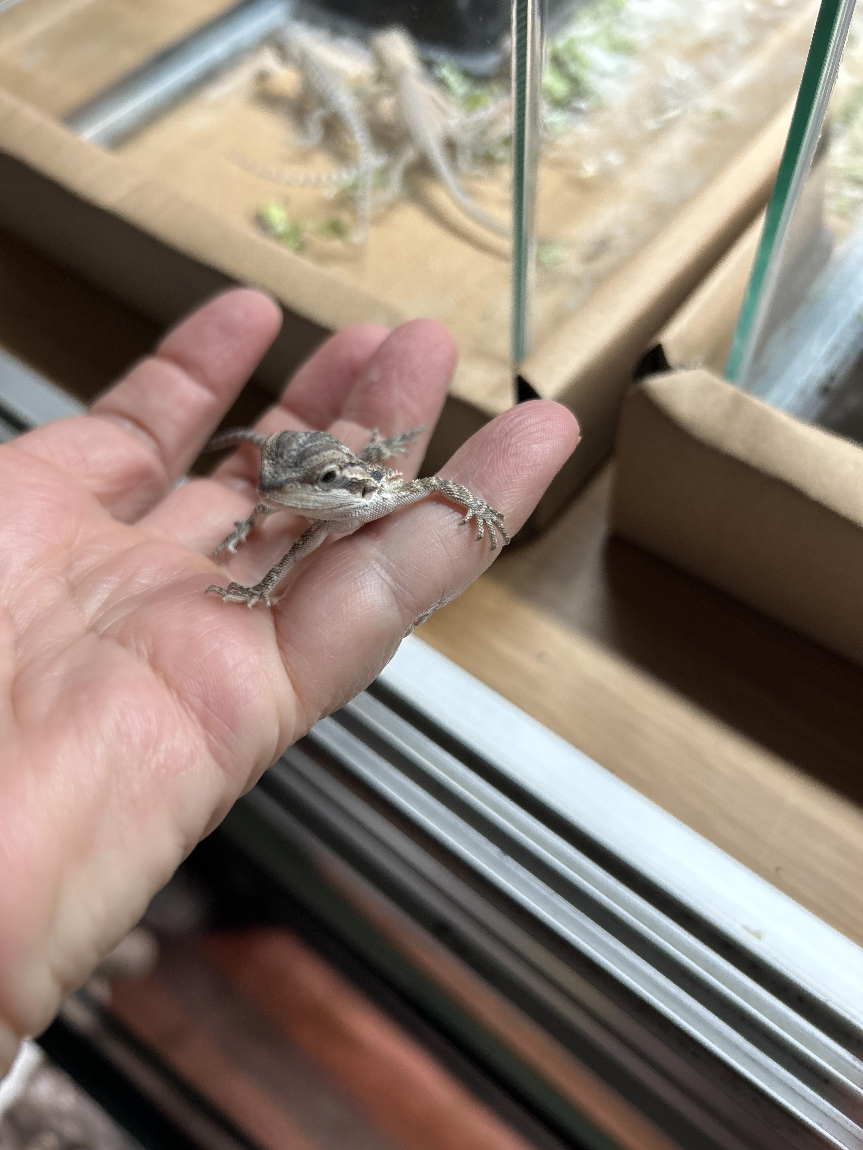 Enlarge Baby Bearded Dragons, a Adoptable Bearded Dragon in Concord, CA image 3/6
