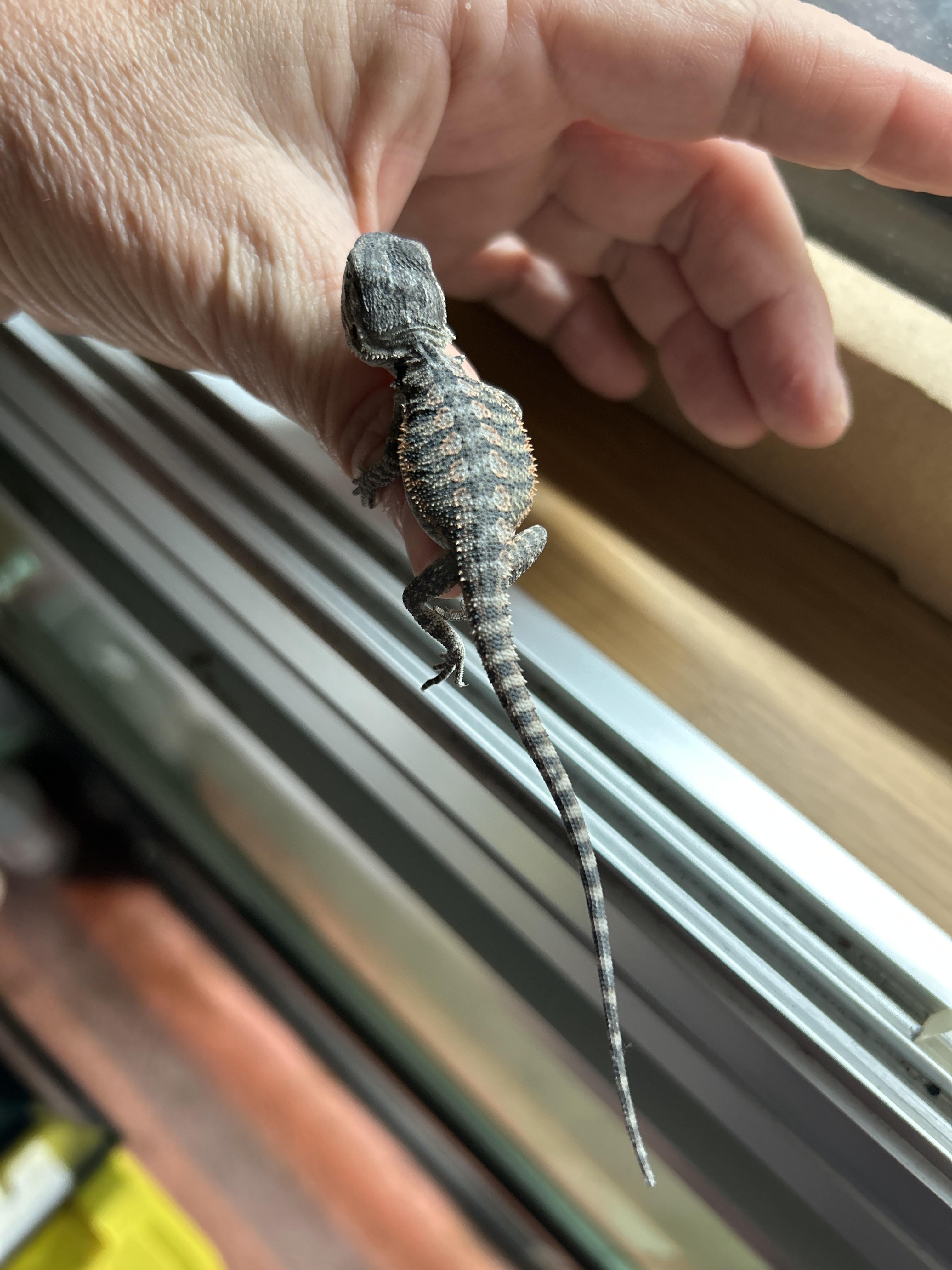 Enlarge Baby Bearded Dragons, a Adoptable Bearded Dragon in Concord, CA image 5/6