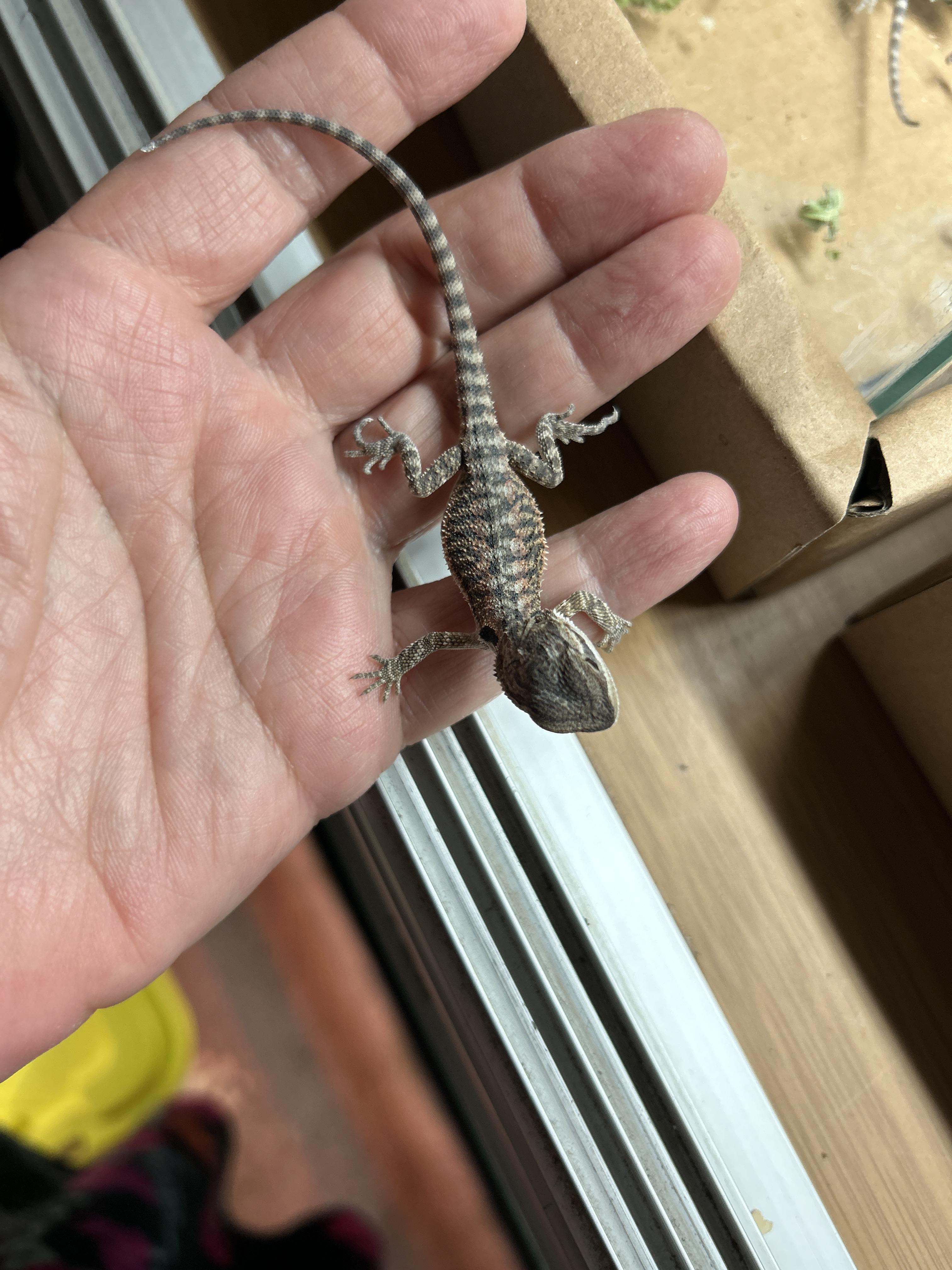 Enlarge Baby Bearded Dragons, a Adoptable Bearded Dragon in Concord, CA image 2/6