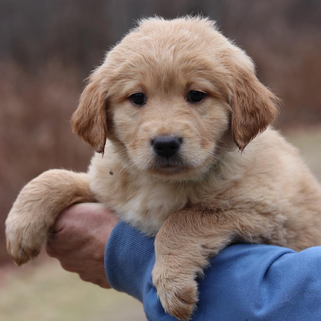 CT Clove avail Dec 21 (Cropley's Garden- Bolton, CT), Adoptable, Puppy Male Golden Retriever & Labrador Retriever.