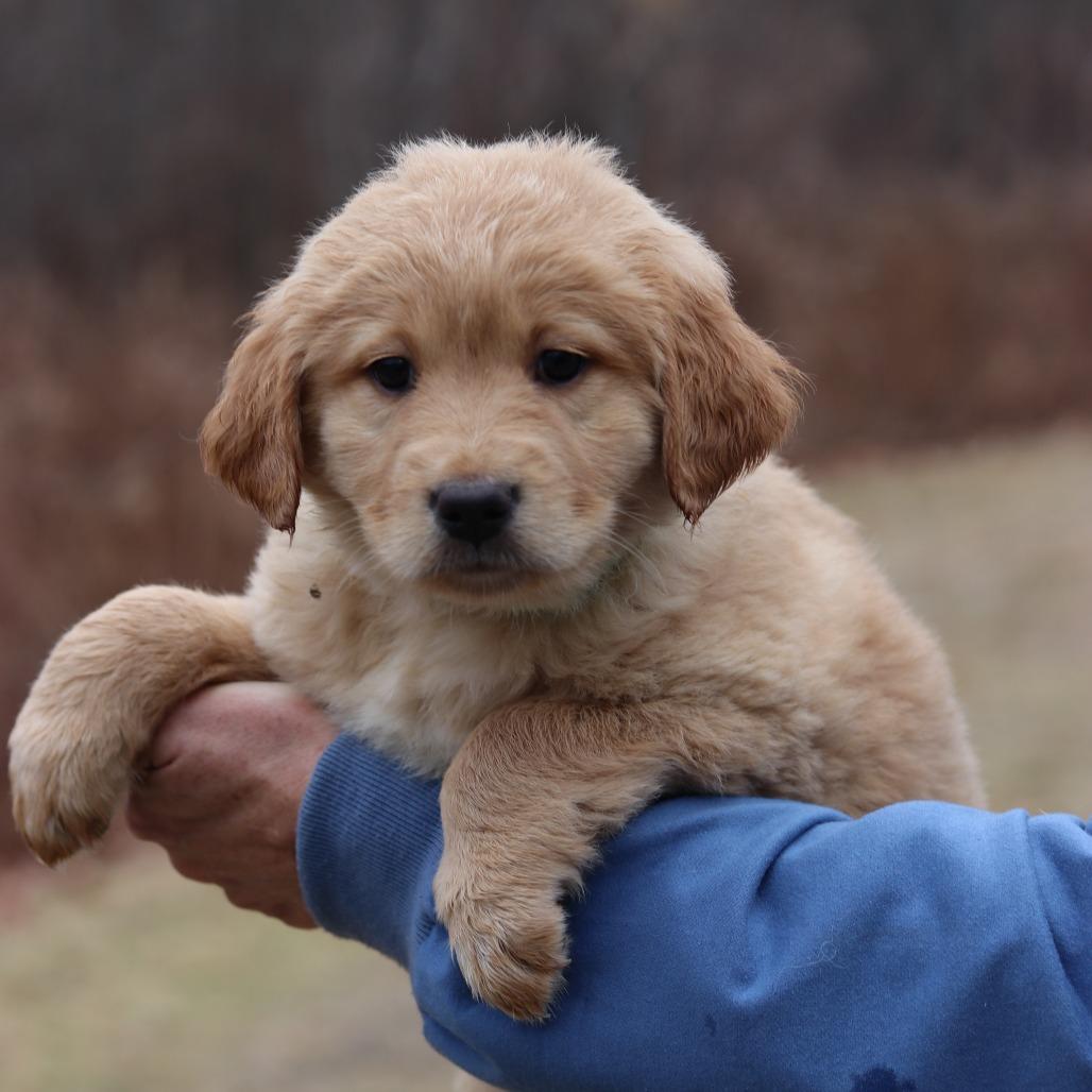 Enlarge CT Clove avail Dec 21 (Cropley's Garden- Bolton, CT), a Adoptable mixed breed in Eastford, CT image 2/5