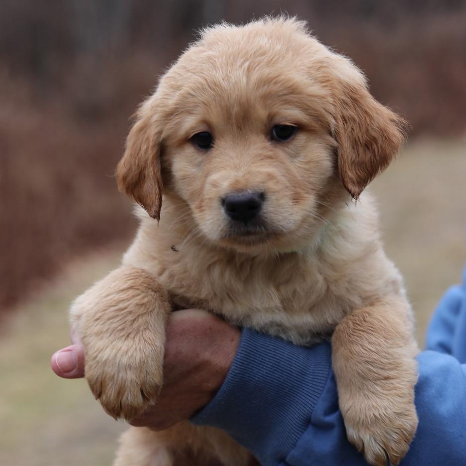 Enlarge CT Clove avail Dec 21 (Cropley's Garden- Bolton, CT), a Adoptable mixed breed in Eastford, CT image 3/5