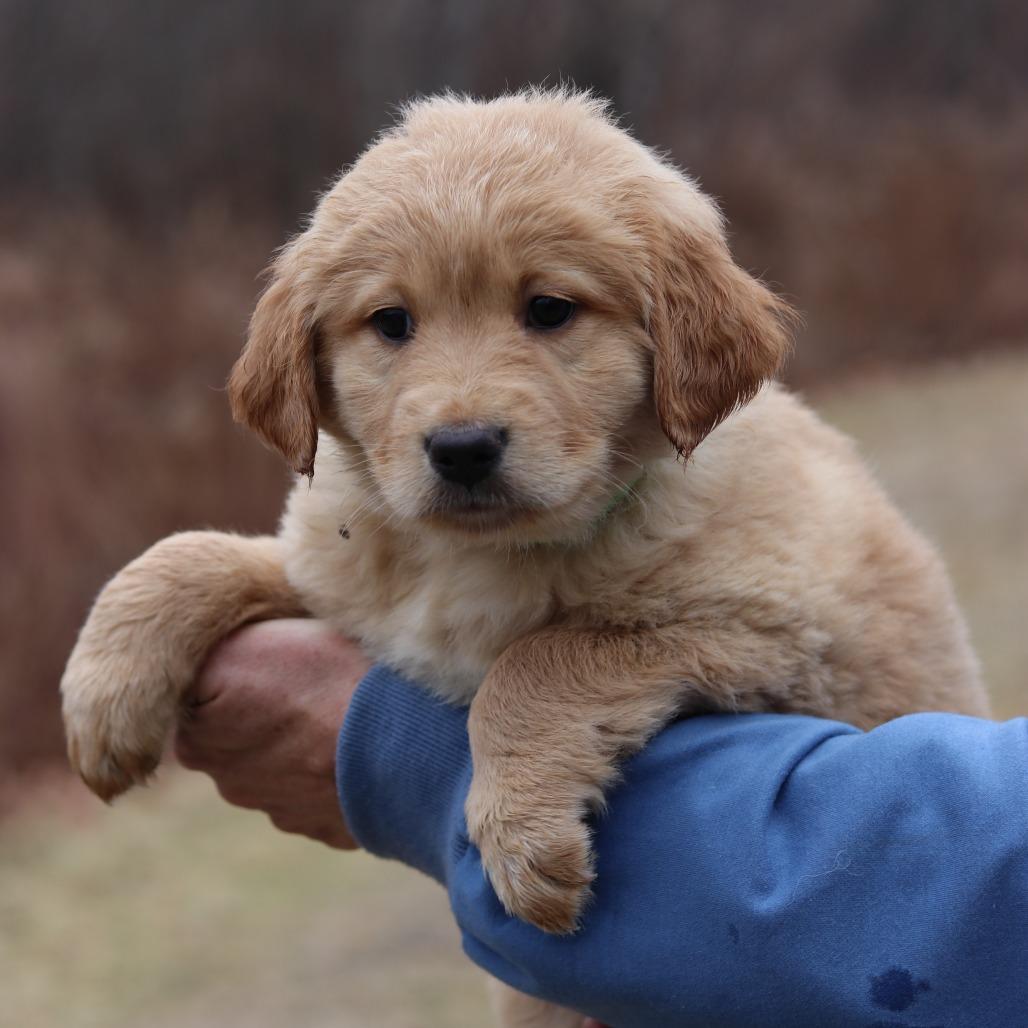 Enlarge CT Clove avail Dec 21 (Cropley's Garden- Bolton, CT), a Adoptable mixed breed in Eastford, CT image 4/5